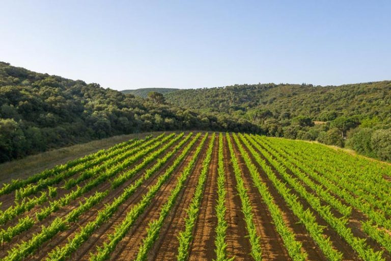 vignes terroir corbières