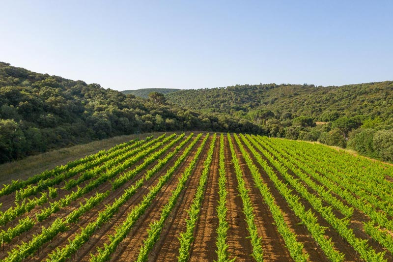 vignes terroir corbières