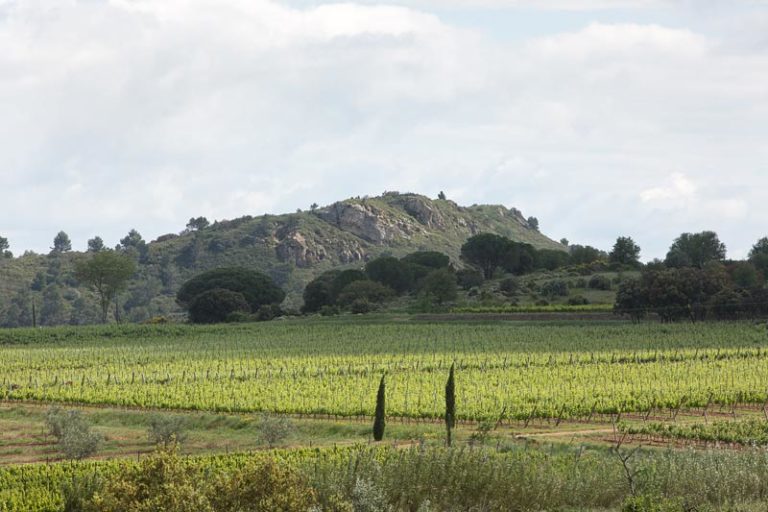 corbières terroir abbaye fontfroide vignes