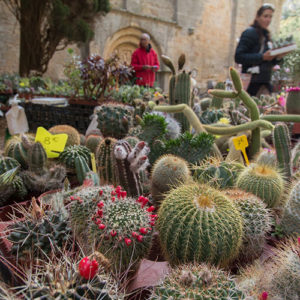 fête des plantes fontfroide narbonne