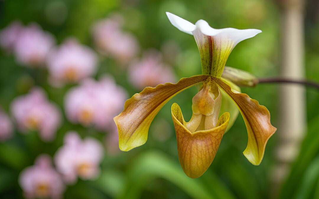 Festival International des Orchidées à Fontfroide