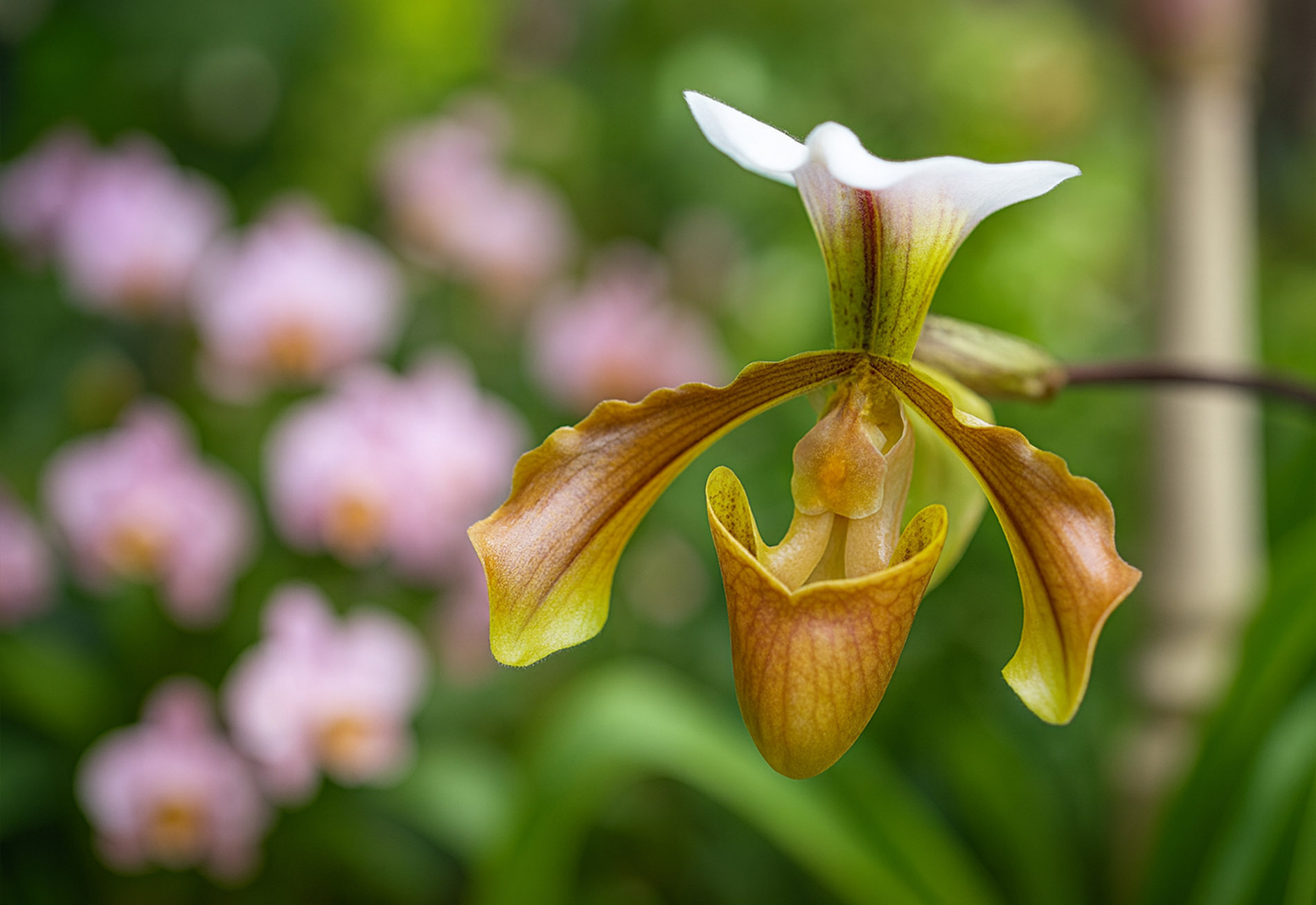 Abbaye de Fontfroide - Festival International des Orchidées à Fontfroide