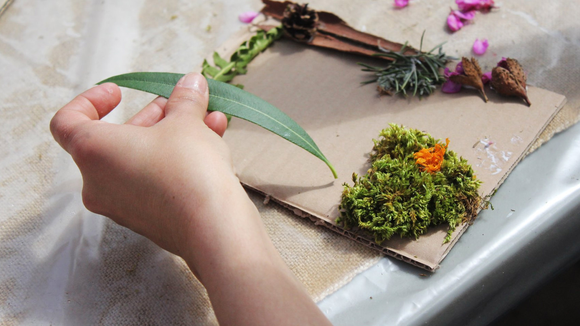 FDPM 2026 - CADRE VEGETAL