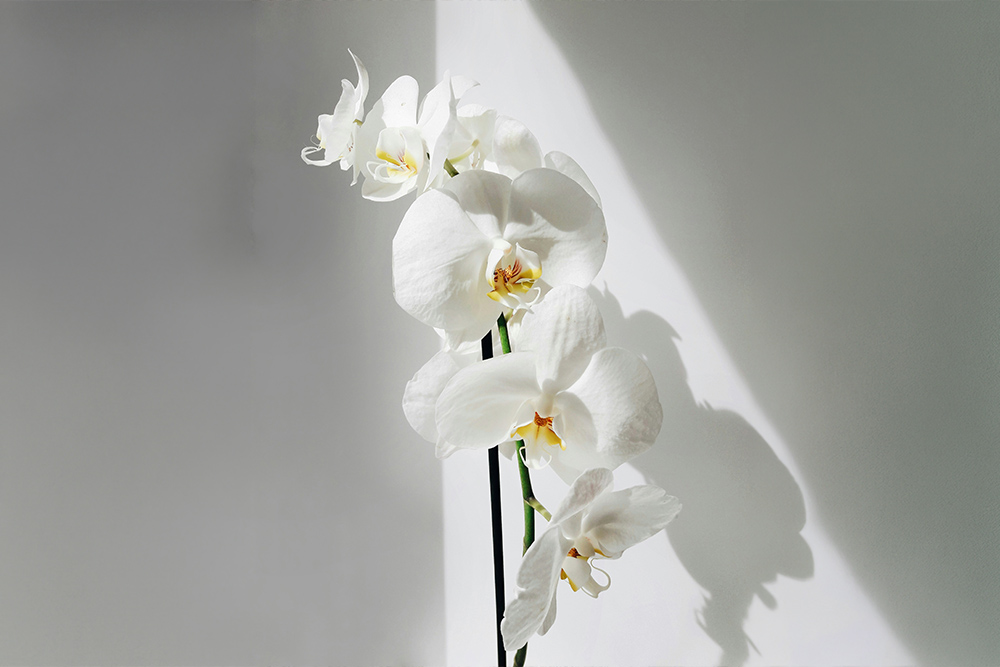 FESTIVAL ORCHIDEES FONTFROIDE -01